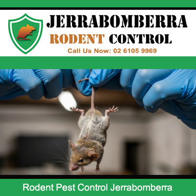 Licensed pest controller wearing protective gloves removing captured rodent from Jerrabomberra residential property